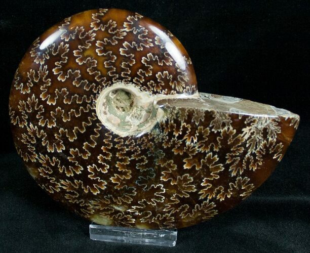 Cleoniceras Ammonite Fossil - Madagascar #7355